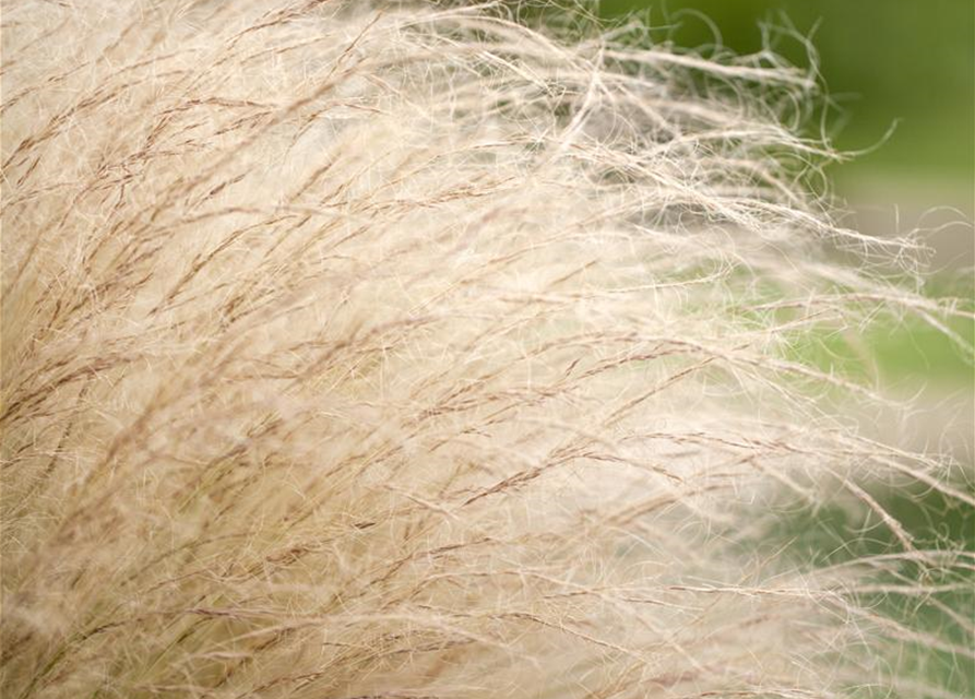 Stipa tenuissima Pony Tails