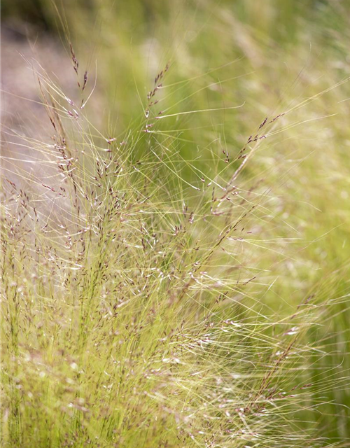 Stipa tenuissima Pony Tails