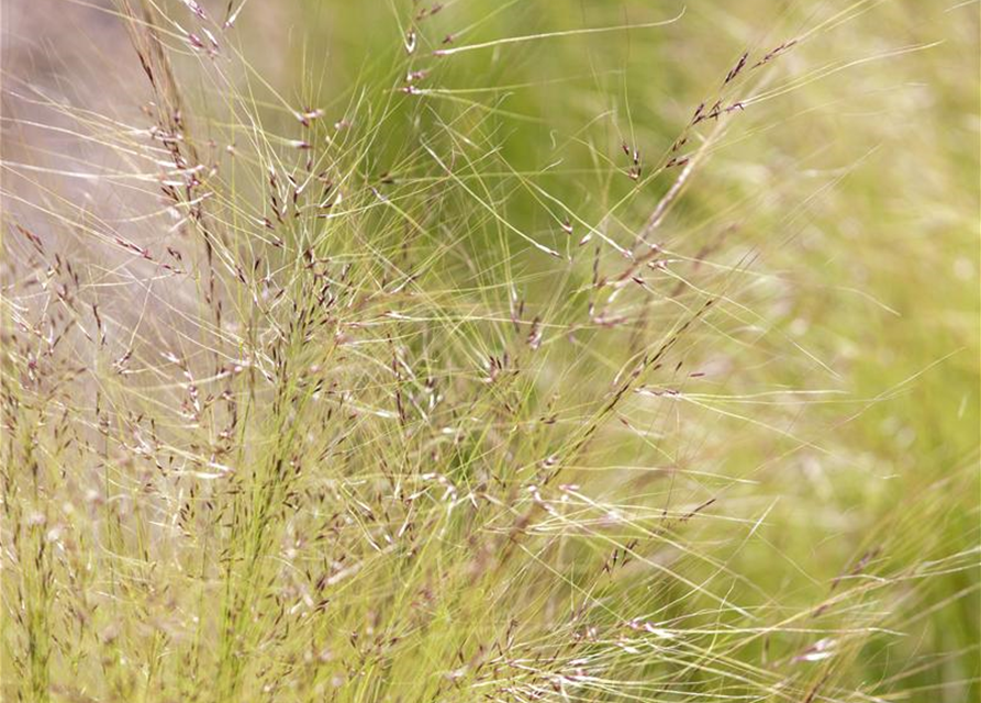 Stipa tenuissima Pony Tails