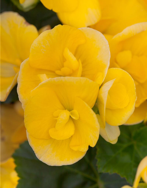 Begonia elatior