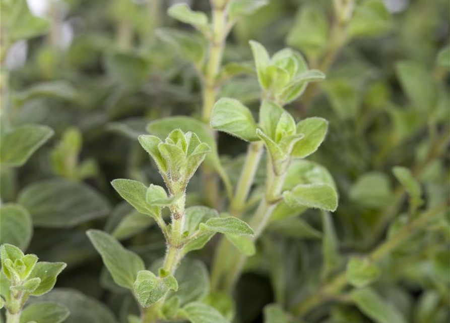 Origanum vulgare Gold Nugget