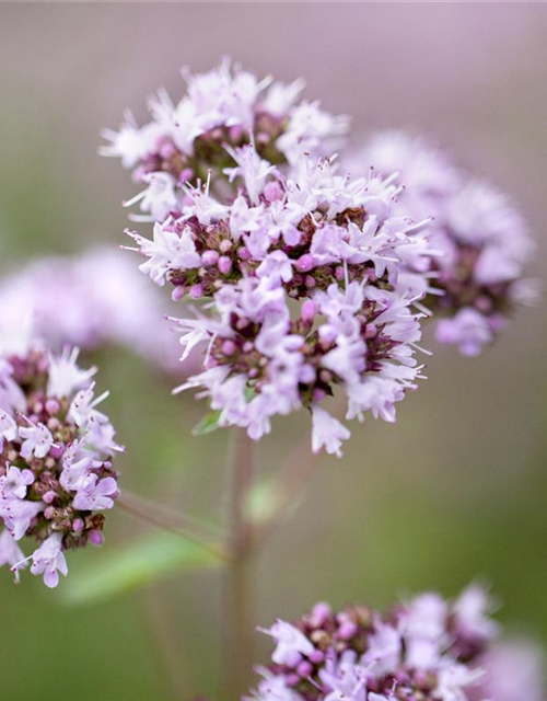 Origanum vulgare Gold Nugget