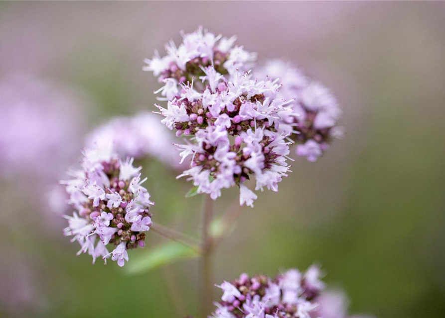 Origanum vulgare Gold Nugget