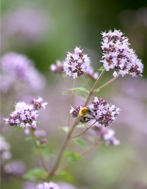 Origanum vulgare Gold Nugget