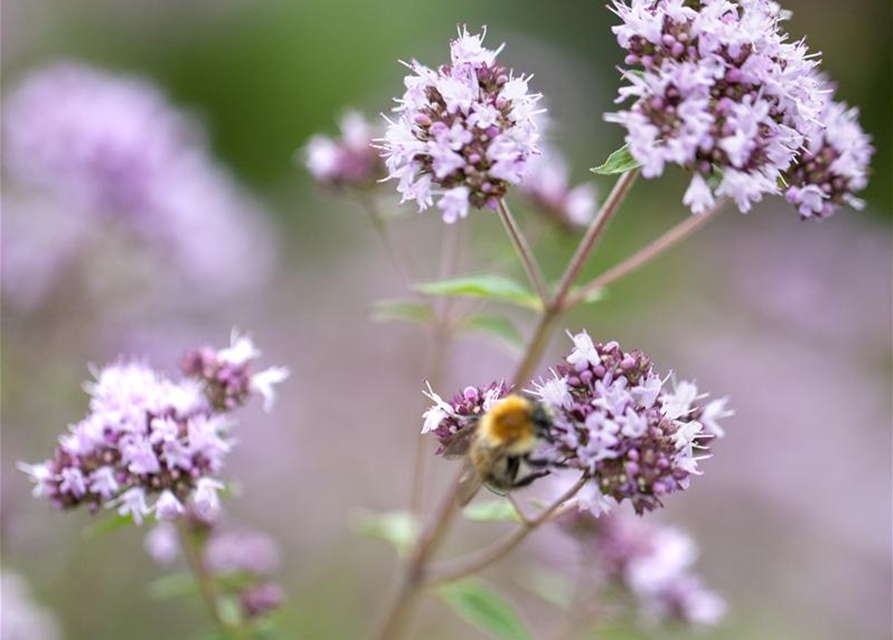 Origanum vulgare Gold Nugget