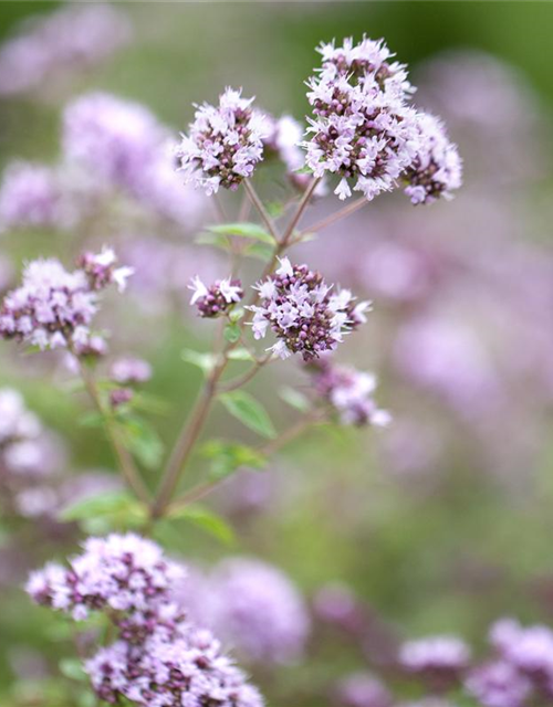 Origanum vulgare Gold Nugget