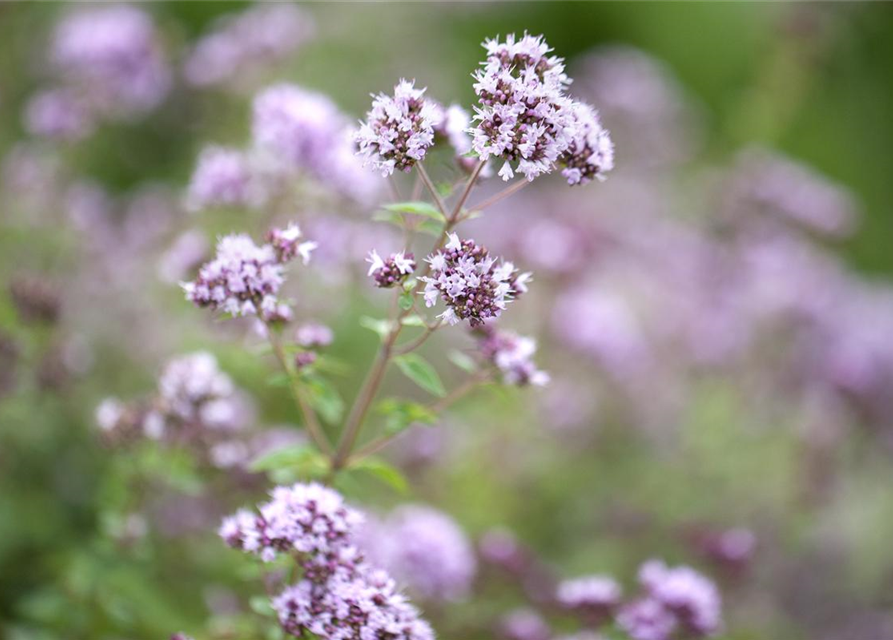 Origanum vulgare Gold Nugget