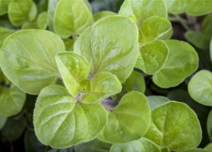 Origanum vulgare Gold Nugget