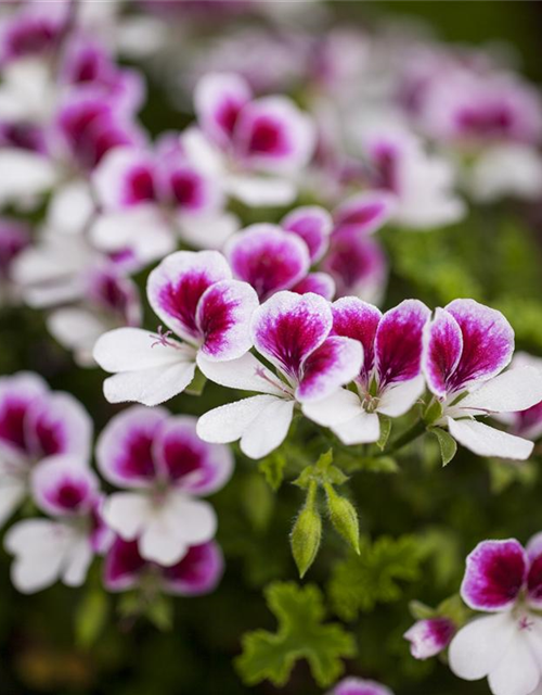 Pelargonium Angel Eyes