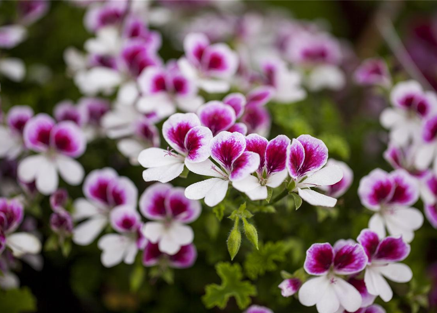 Pelargonium Angel Eyes