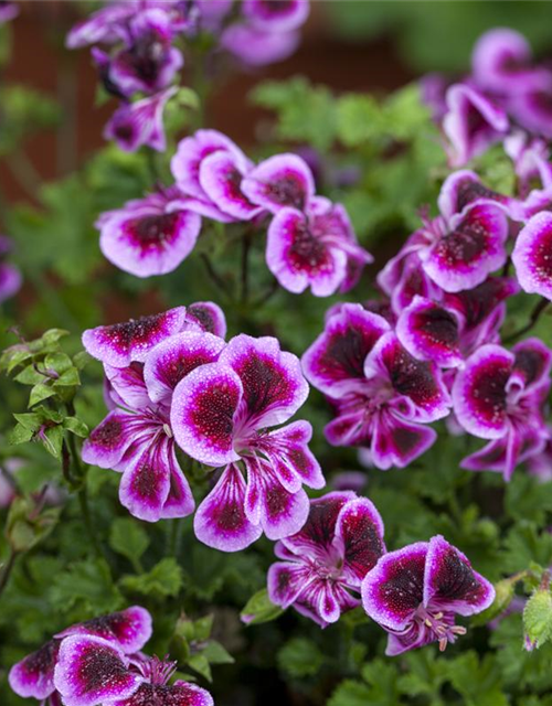 Pelargonium Angel Eyes