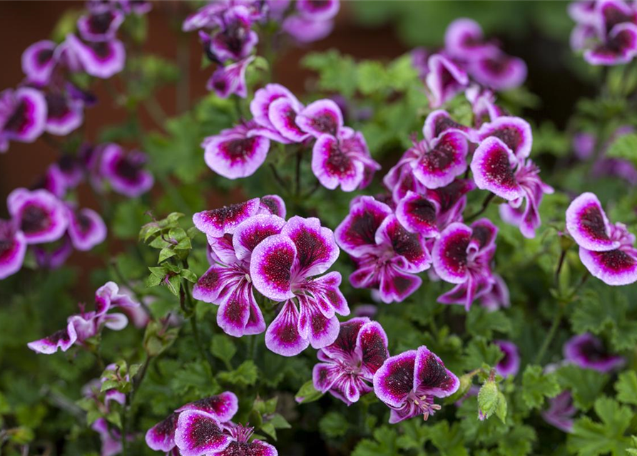 Pelargonium Angel Eyes