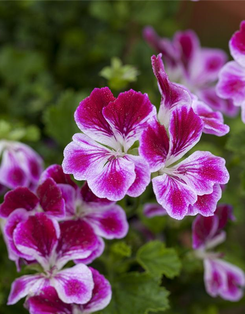 Pelargonium Angel Eyes