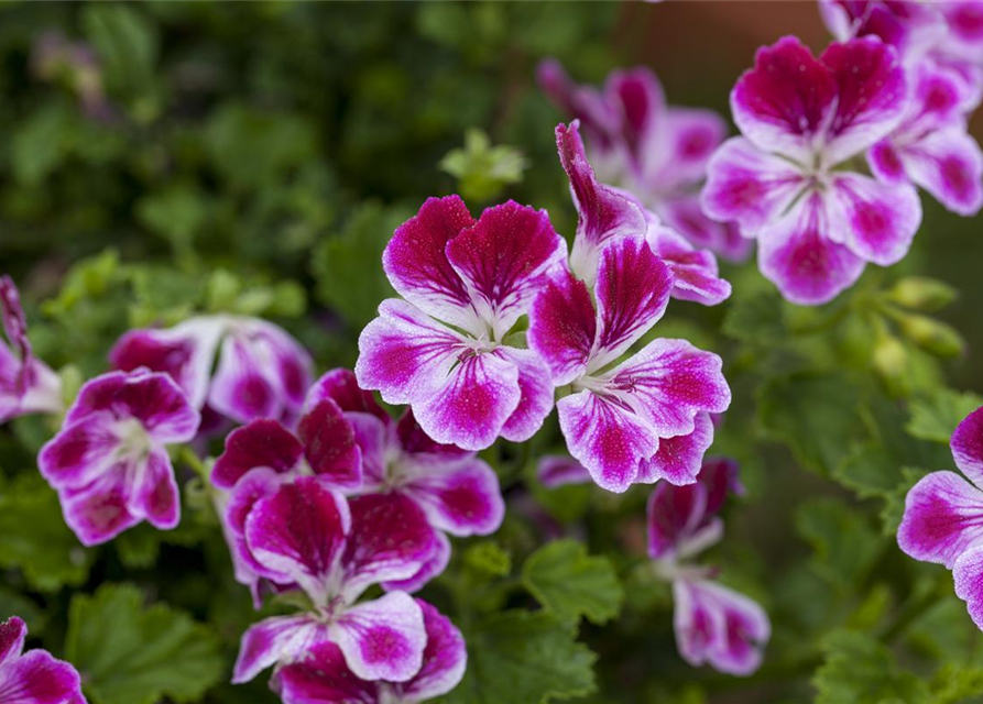 Pelargonium Angel Eyes