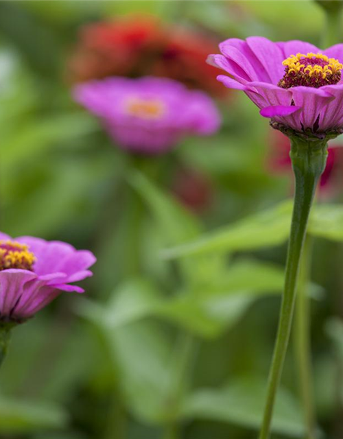 Zinnia elegans