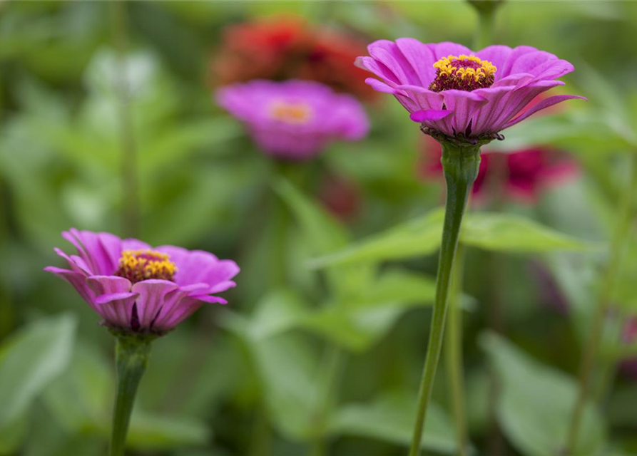 Zinnia elegans