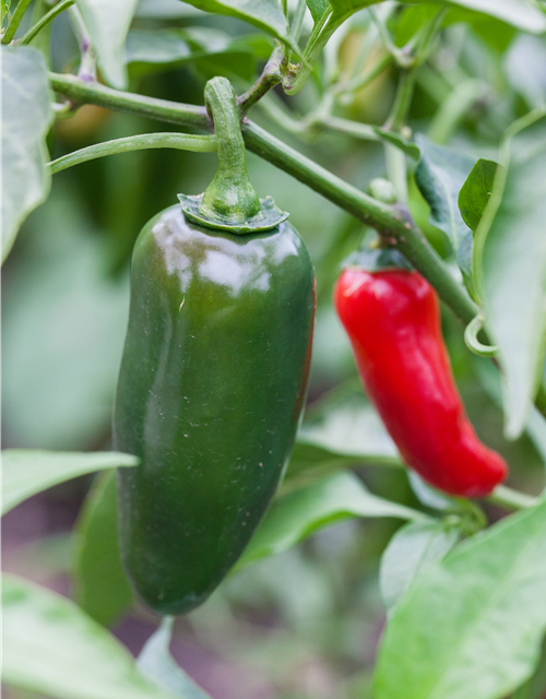 Capsicum annuum Jalapeno