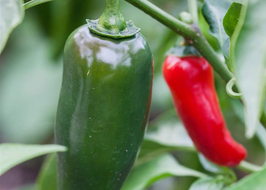 Capsicum annuum Jalapeno