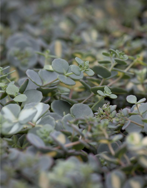 Sedum sieboldii