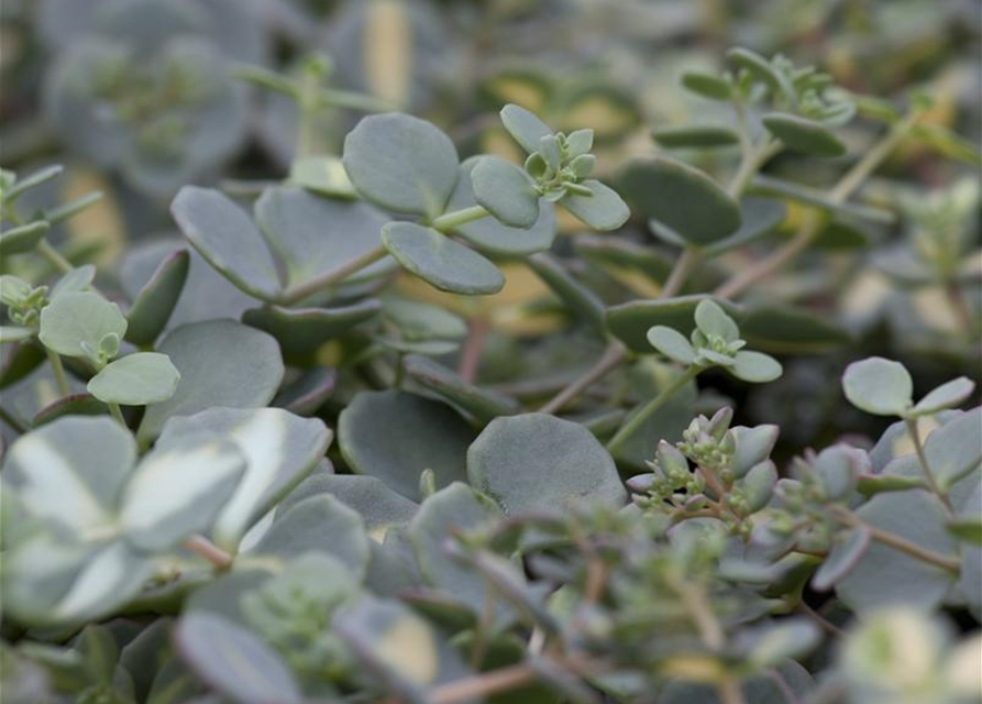 Sedum sieboldii