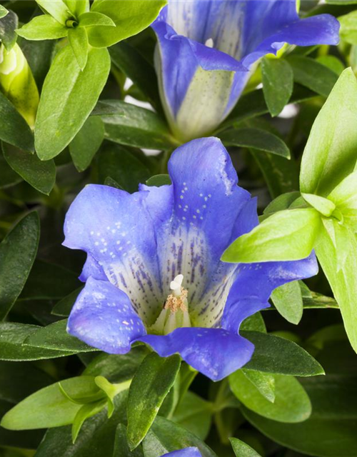 Gentiana scabra