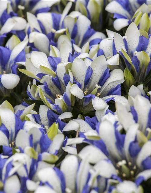 Gentiana scabra