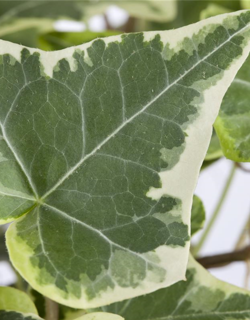 Hedera helix White Wonder