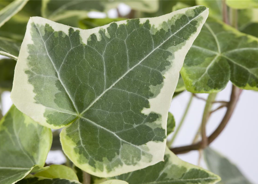 Hedera helix White Wonder