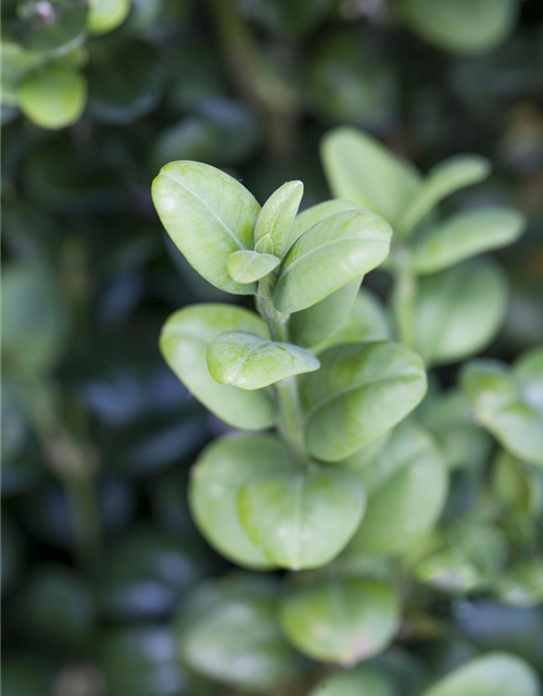 Buxus sempervirens