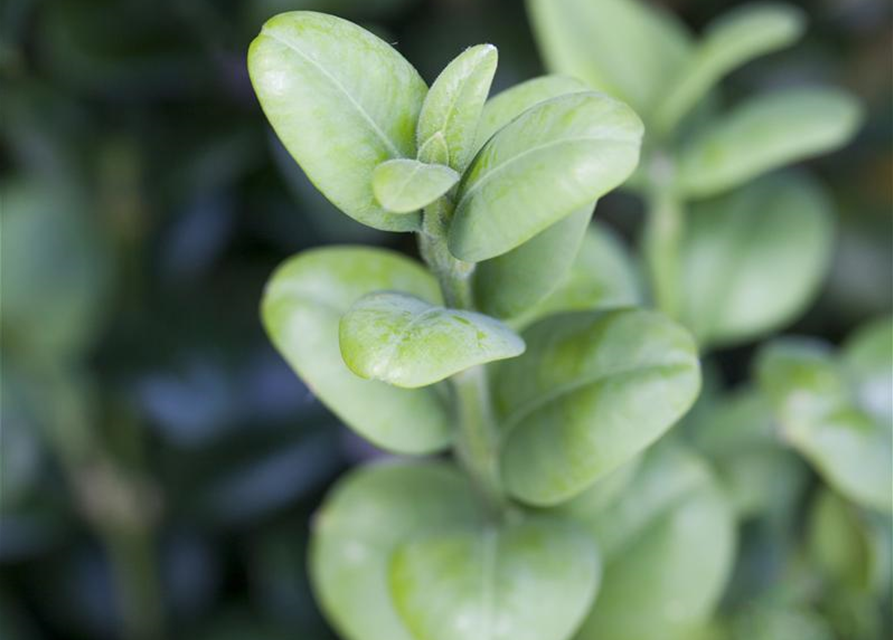 Buxus sempervirens