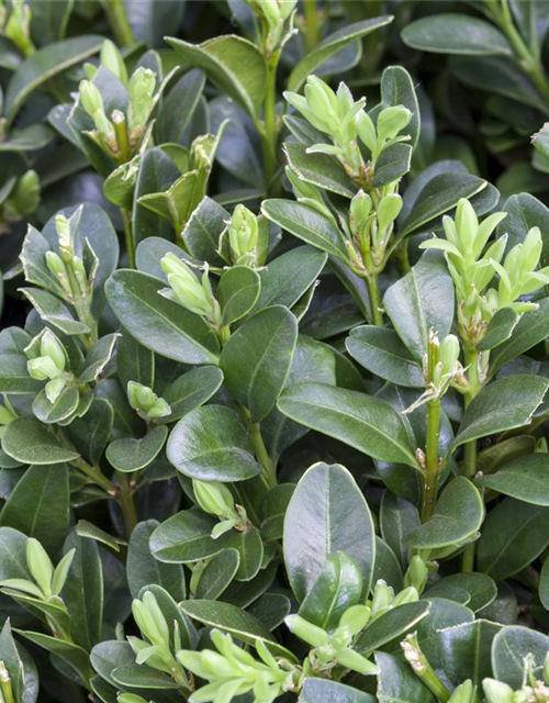 Buxus sempervirens