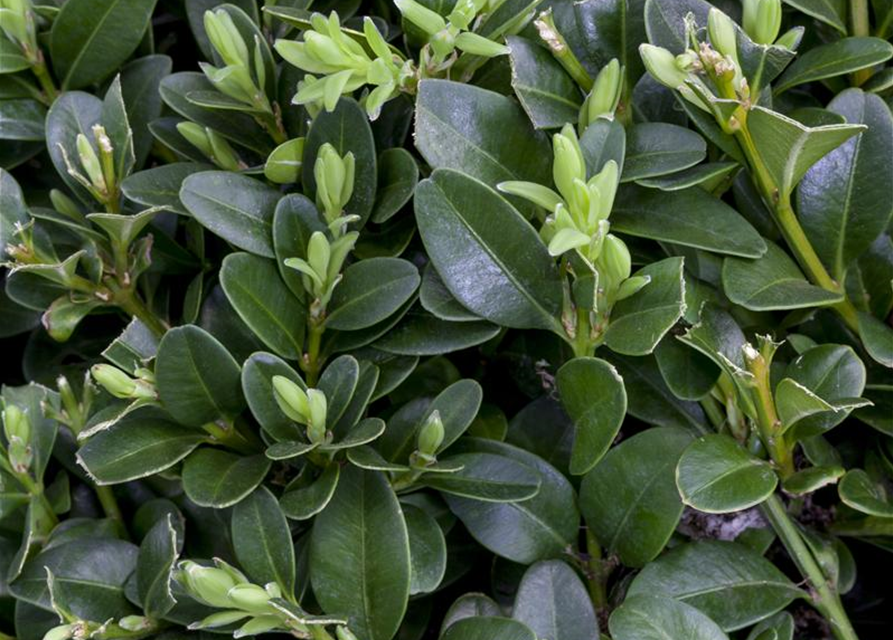 Buxus sempervirens