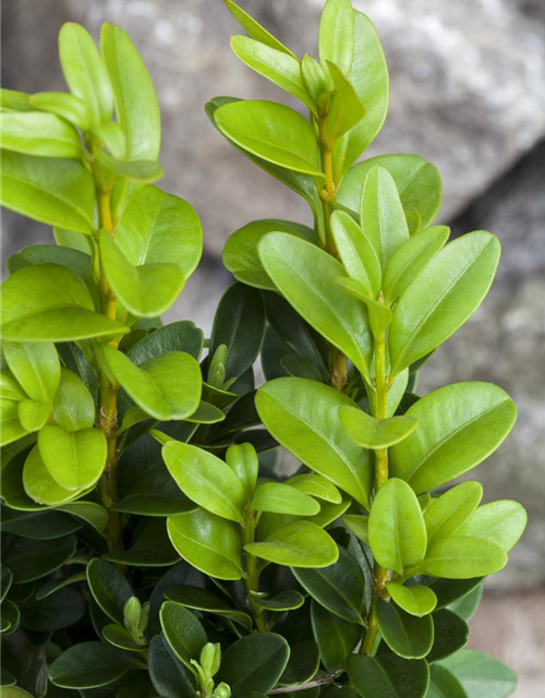 Buxus sempervirens