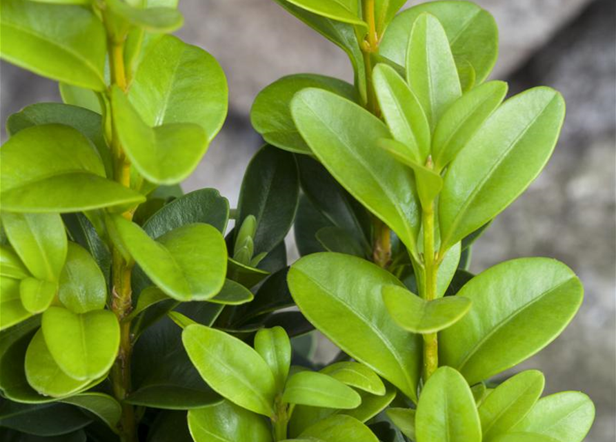 Buxus sempervirens