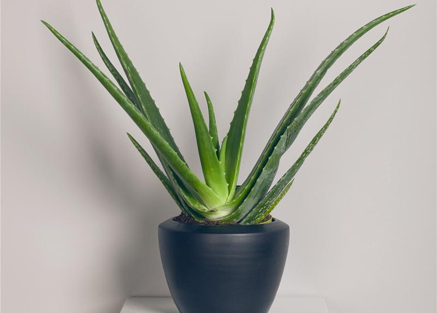 Aloe hybrid Black Gem