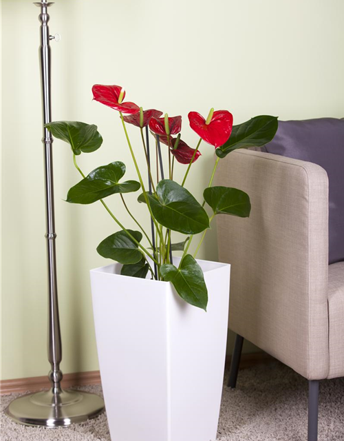 Anthurium andreanum