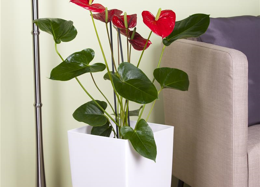 Anthurium andreanum