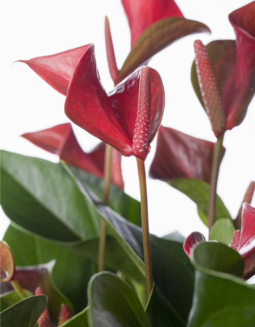 Anthurium andreanum