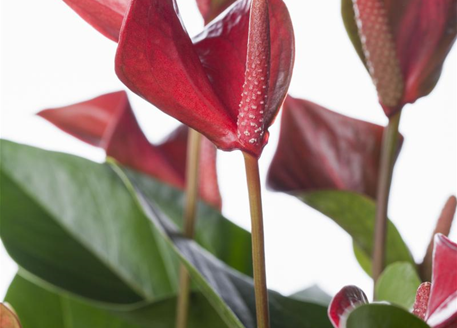 Anthurium andreanum