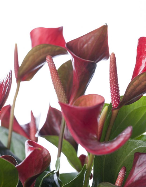 Anthurium andreanum