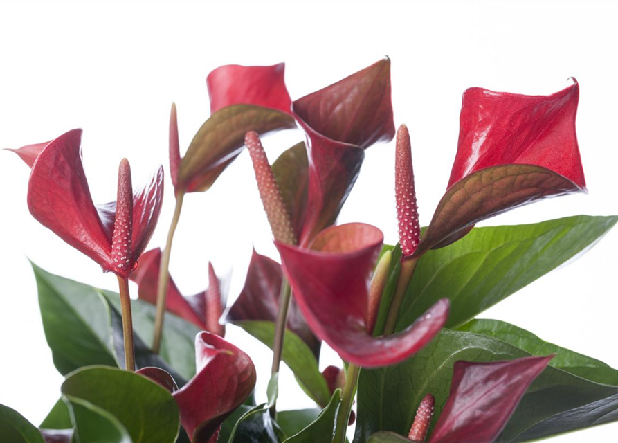 Anthurium andreanum