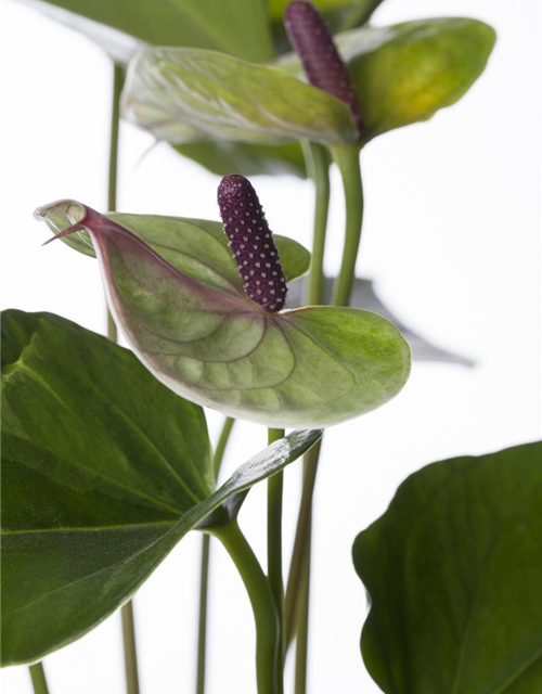 Anthurium andreanum