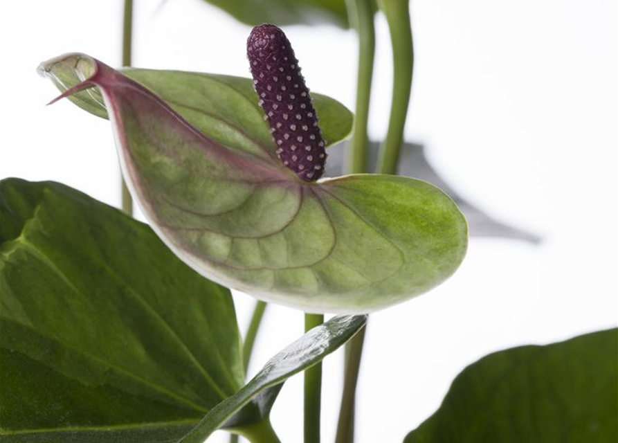 Anthurium andreanum