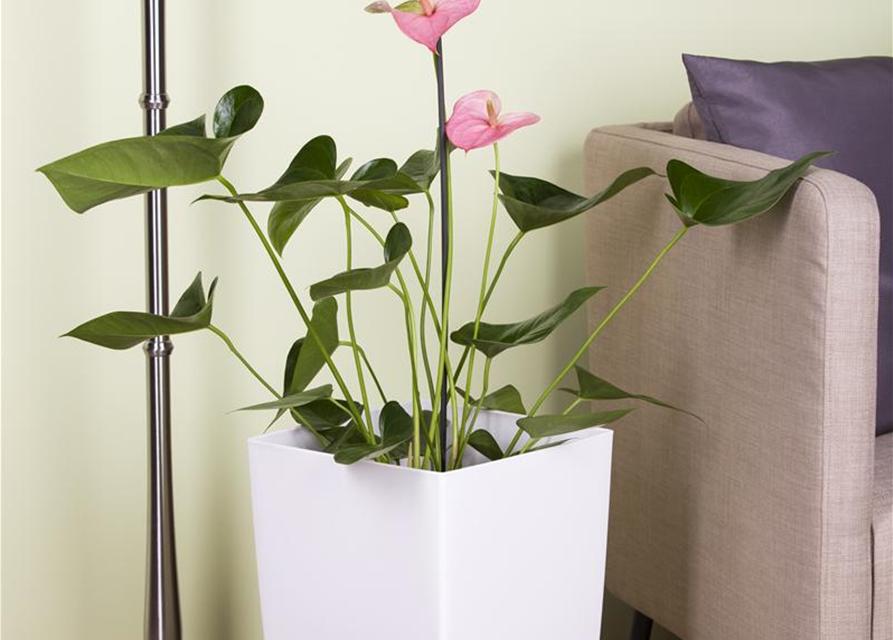 Anthurium andreanum