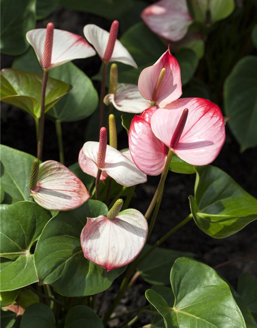 Anthurium andreanum