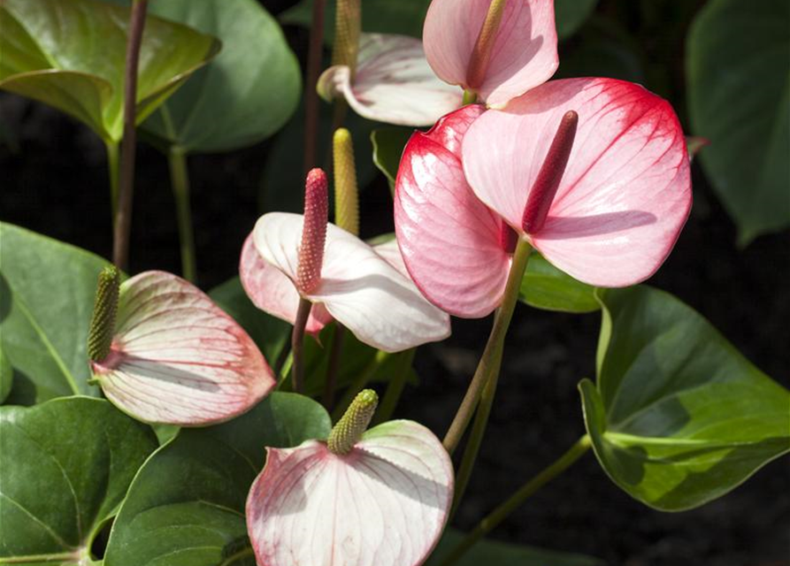 Anthurium andreanum