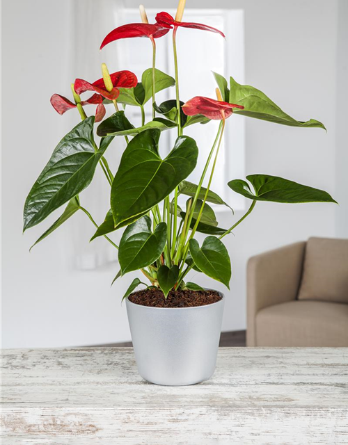 Anthurium andreanum