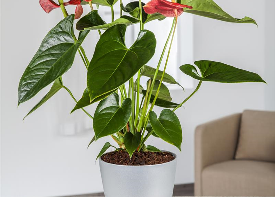 Anthurium andreanum