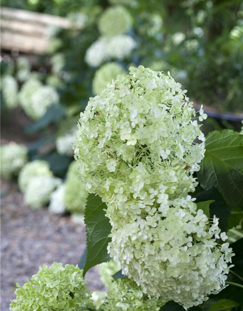 Hydrangea arborescens Annabelle