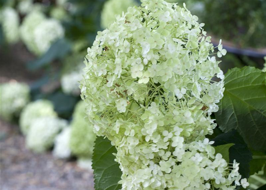 Hydrangea arborescens Annabelle